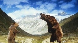 Фильм Медведь смотреть онлайн