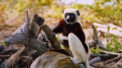 Фильм Остров лемуров: Мадагаскар смотреть онлайн