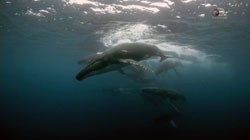 Фильм Оглушающий океан смотреть онлайн